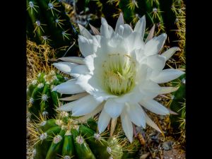 Cactus Flowers-10